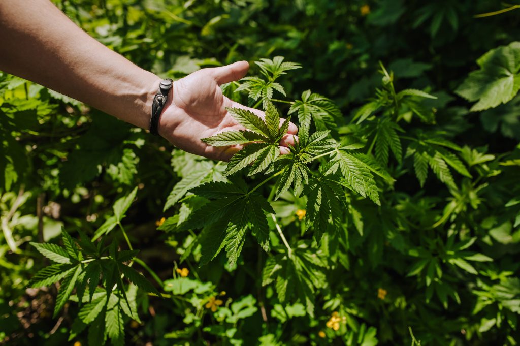 A man, a gardener examines and touches the leaves of hemp, marijuana with his hand.