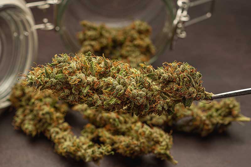 | 3D Cannabis Center best weed dispensary albuquerque new mexico