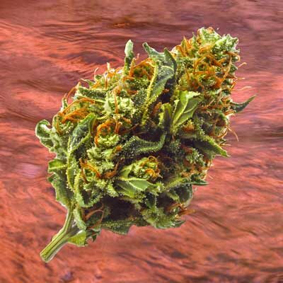 | 3D Cannabis Center cannabis dispensary flower
